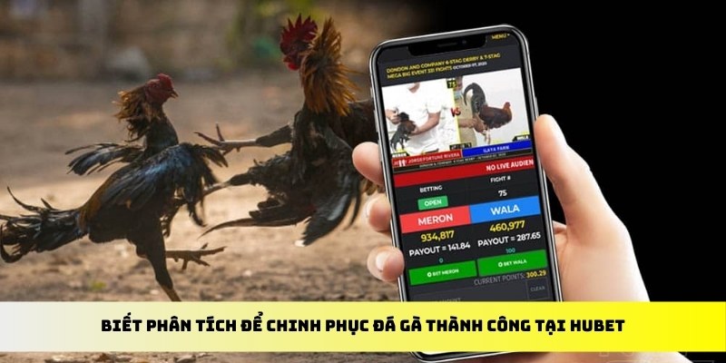 Biết phân tích để chinh phục đá gà thành công tại HUBET