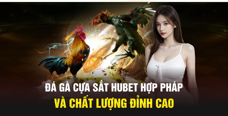 đá gà cựa sắt hubet