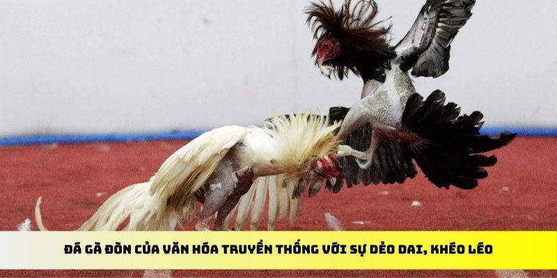 Đá gà đòn của văn hóa truyền thống với sự dẻo dai, khéo léo