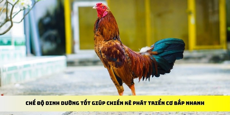 Chế độ dinh dưỡng tốt giúp chiến kê phát triển cơ bắp nhanh