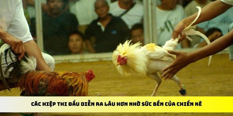 Các hiệp thi đấu diễn ra lâu hơn nhờ sức bền của chiến kê