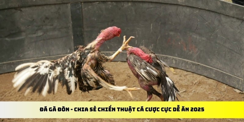đá gà đòn hubet