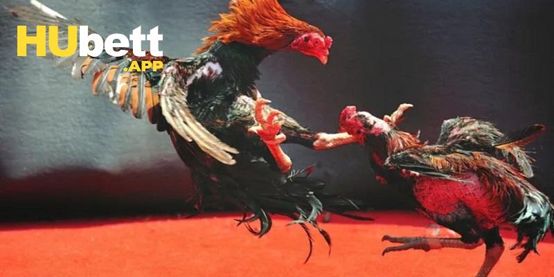 Khái quát sảnh cược đá gà Hubet