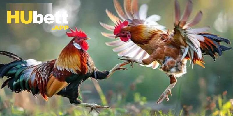 Các hình thức thi đấu hấp dẫn tại sảnh đá gà Hubet
