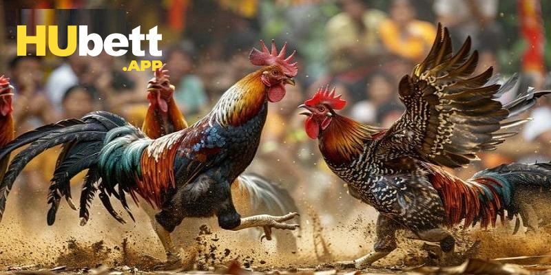 Kinh nghiệm chơi đá gà Hubet hiệu quả