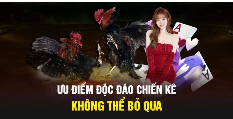 Ưu điểm độc đáo chiến kê không thể bỏ qua